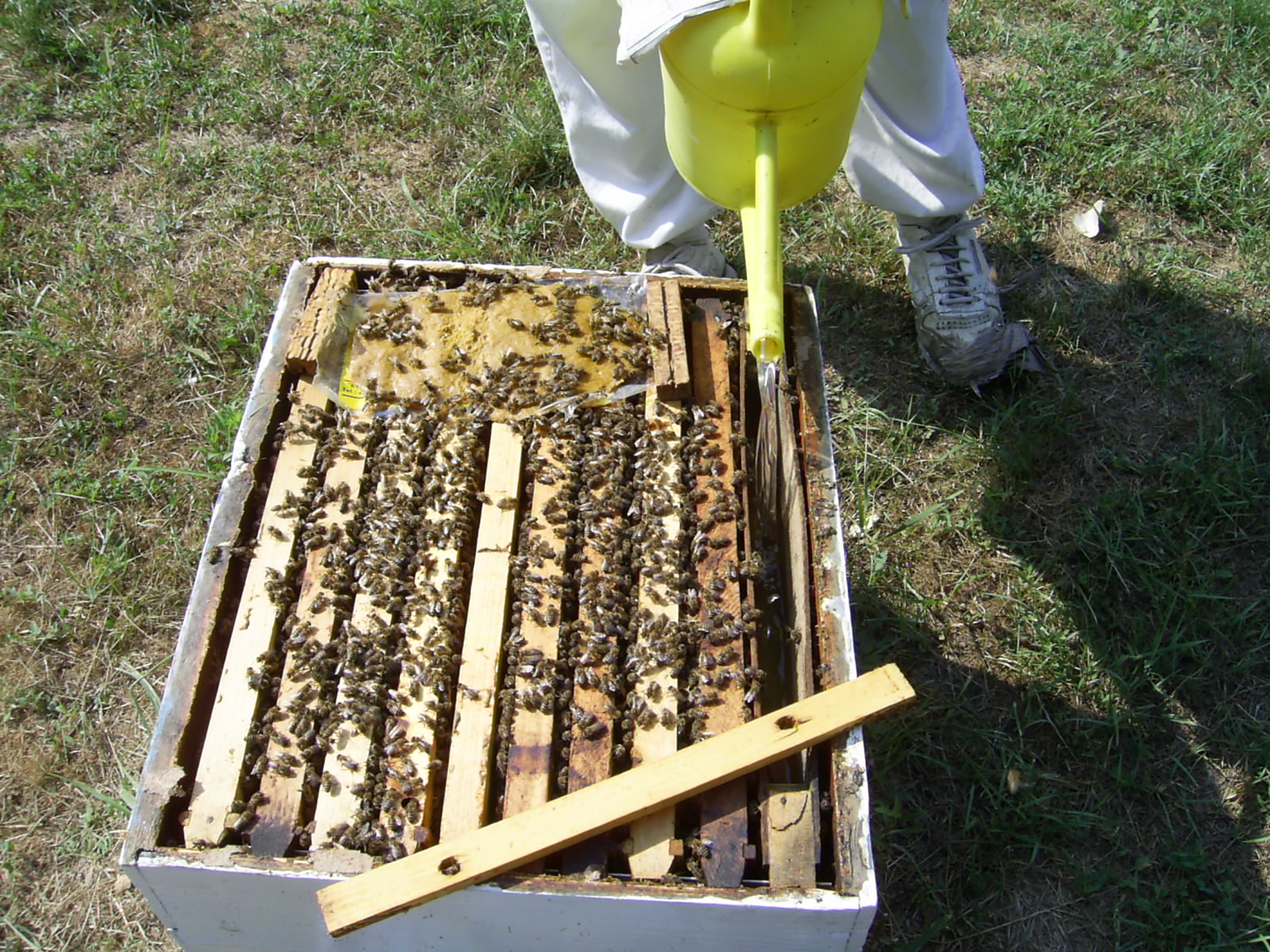 Dodavanje polenske pogače i sirupa u obezmatičeni deo