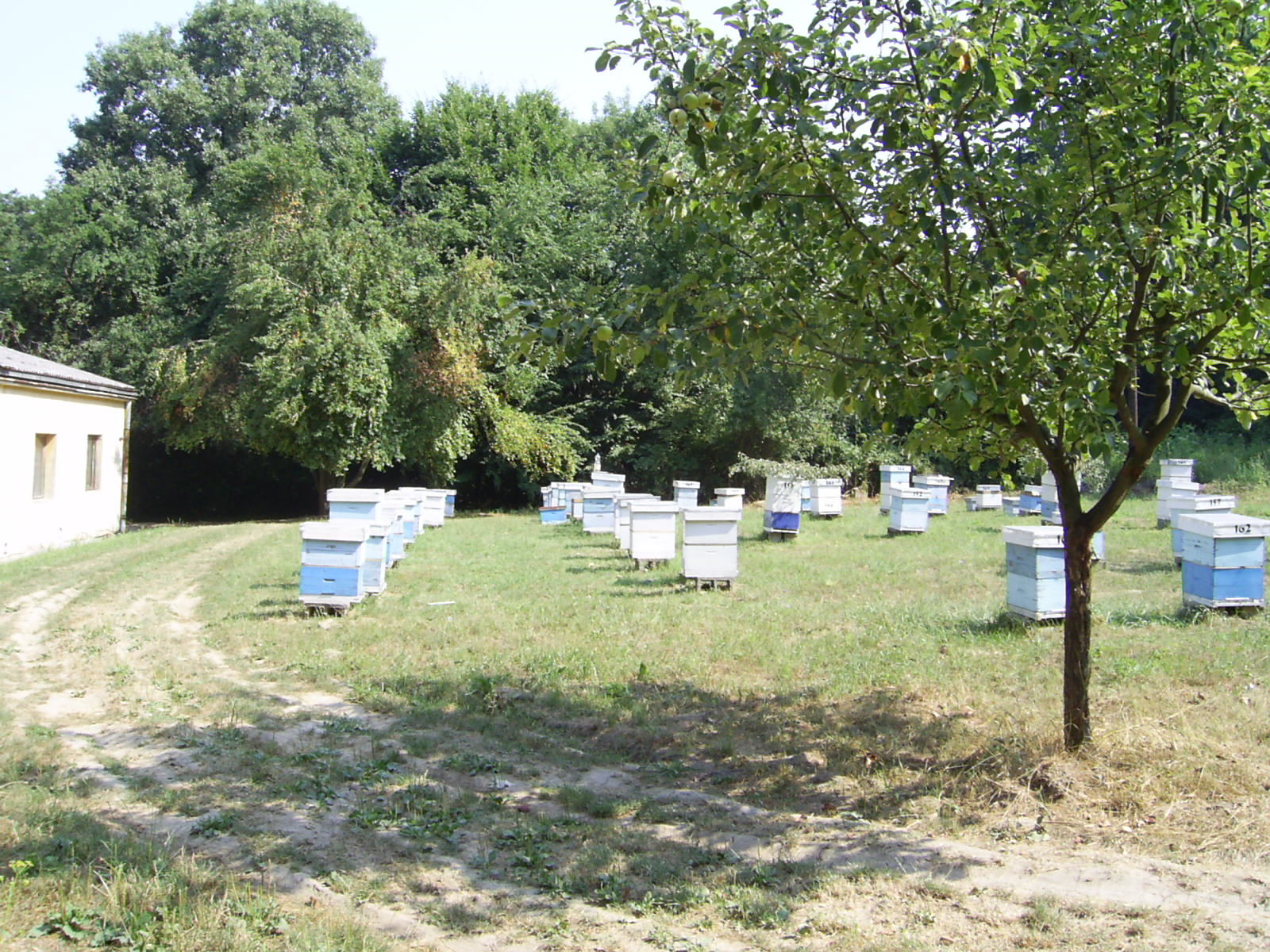 Odgajivački pčelinjak 2